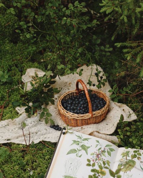 Blueberry Farm, Berry Picking, Farm Lifestyle, Bountiful Harvest, Slow Living, Kitchen Garden, Simple Living, Country Life, Country Living