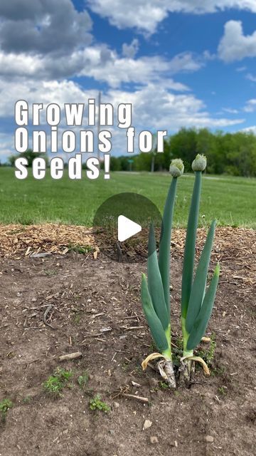 Growing Onions, Planting Onions, Grow Bags, Spring Plants, It Takes Two, Brown Paper Bag, How To Grow Taller, Mother Earth, Dream Garden