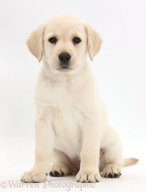 Yellow Lab Puppies, Labrador Retriever Puppy, White Labrador, Puppy Sitting, Yellow Labrador Retriever, Black Labrador Retriever, Lab Puppy, Labrador Retriever Puppies, Yellow Labrador