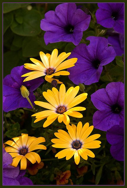 Royal Colors - Cape Daisies and Petunias pretty combination :) Wave Petunias, Purple Petunias, Fleurs Diy, Royal Colors, Yellow And Purple, Beautiful Blooms, Petunias, Dream Garden, Love Flowers