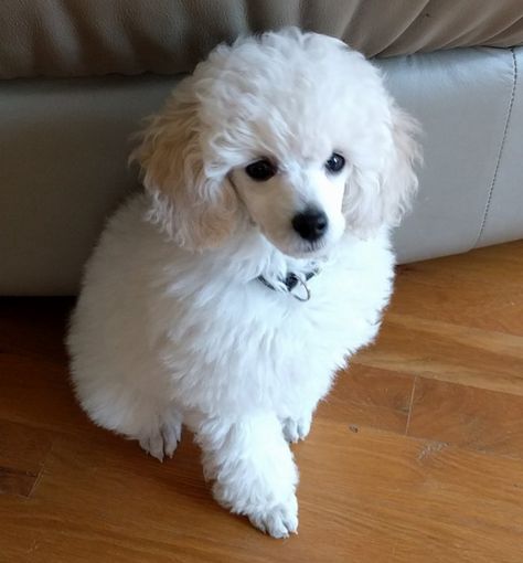 Poodle Puppy Cut, Toy Poodle Haircut, Groom Room, Poodle Haircut Styles, White Toy Poodle, Toy Poodle Puppy, Teacup Poodle, Poodle Hair, Poodle Haircut