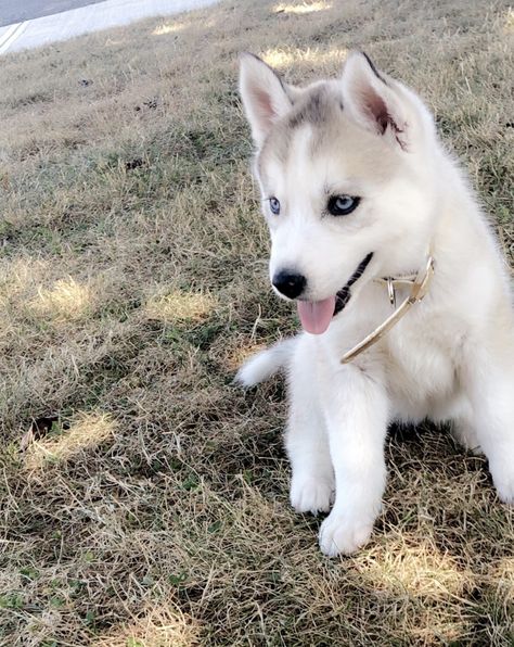 Siberian Husky Puppies For Sale | Vancouver, WA Mini Siberian Husky, White Siberian Husky Puppy, White Husky Puppy, Siberian Husky Funny, Baby Husky, Mini Huskies, Husky Corgi, White Siberian Husky, Cute Husky Puppies