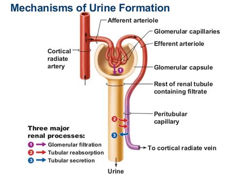 Explain the Mechanism of Urine Formation - A Plus Topper  #MechanismOfUrineFormation Urine Formation, Basic Anatomy And Physiology, Medical School Studying, Human Anatomy And Physiology, Uric Acid, Anatomy And Physiology, Biochemistry, Beauty Recipe, Zoology