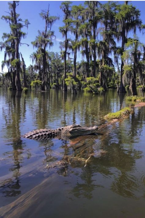 Gator Aesthetic, Alligator Photography, Alligator Aesthetic, Swamp Alligator, Louisiana Nature, Swamp Animals, Swamp Art, Florida Trips, Louisiana Swamp