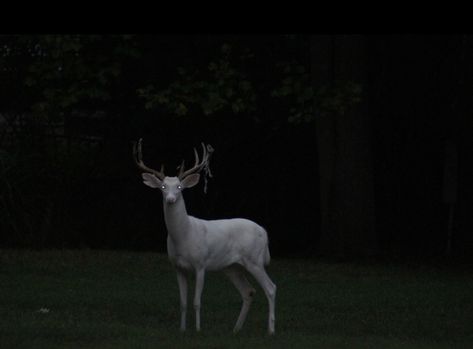 Deer Aesthetic, White Deer, The Grisha Trilogy, Saint Petersburg Russia, Dark Cottagecore, Southern Gothic, Oh Deer, Petersburg Russia, Greek Myths