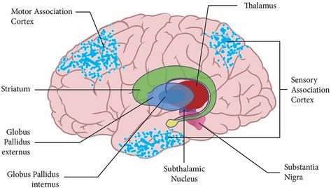 Spinothalamic Tract, Reticular Formation, Substantia Nigra, Human Nervous System, Attention Disorder, Basal Ganglia, Sensory Nerves, Human Memory, Cerebral Cortex