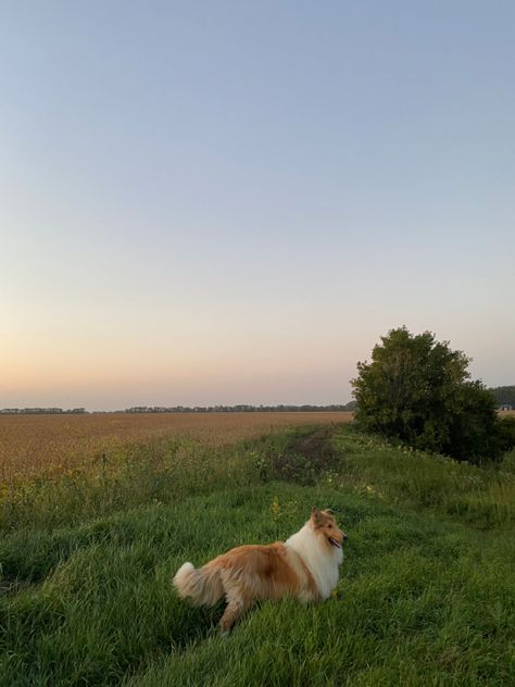 Collie Dog Aesthetic, Rough Collie Aesthetic, Collie Aesthetic, Dogs In Nature, Country Dogs, Rough Collie Puppy, Dog Light, Collie Puppies, Farm Dogs