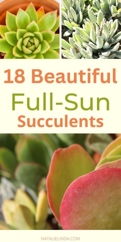 These full sun succulents can thrive outdoors, even in high heat! They perform better than other succulents and look great in DIY succulent bowls and succulent planters! Some do well planted in the ground as part of your landscape design, too, in both back and front yards! Succulents Outdoor Pots, Succulents For Outdoors, Succulent Arrangements Front Yard, Succulents Garden Landscape Front Yards, Suculentas Ideas Outdoors, Full Sun Succulents Garden Ideas, Best Succulents For Outdoors, Succulent Containers Outdoors, Succulent Flower Bed Front Yards