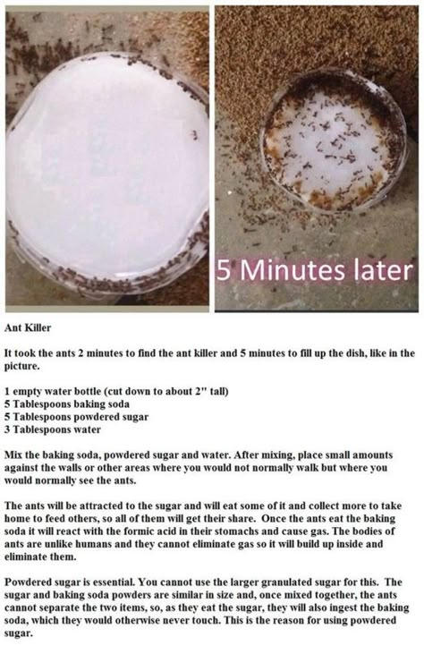 Learn How To Get Rid Of Ants The Natural Way Rid Of Ants, Kill Ants, Diy Pest Control, Get Rid Of Ants, Ant Killer, Bug Killer, Natural Pest Control, Garden Pest Control, Astuces Diy