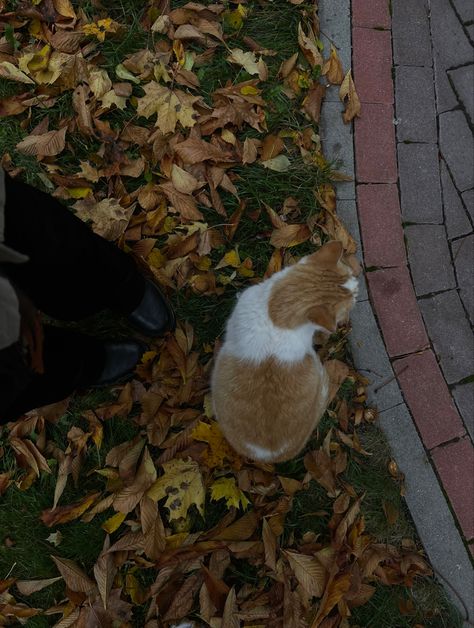 Autumn Cat Aesthetic, Orange Cat Aesthetic, Autumnal Aesthetic, Cat Thanksgiving, Autumn Cats, Autumn Cat, Fall Cats, Autumn Animals, Fall Time