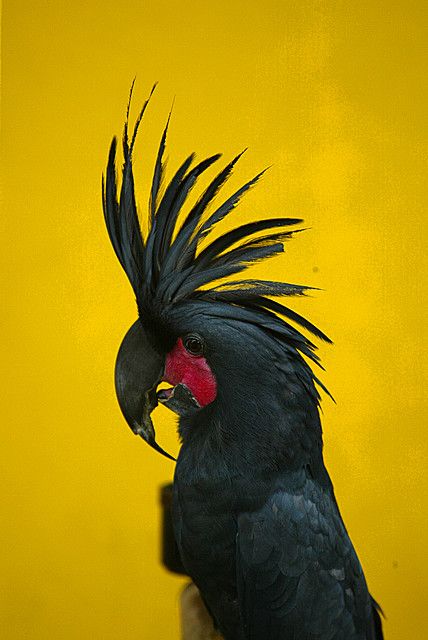 Black Palm Cockatoo.- ©Juergen Berkessel www.flickr.com/photos/berkessel/109783445/ Palm Cockatoo, Black Parrot, Black Cockatoo, North Queensland, Most Beautiful Birds, Kinds Of Birds, Rare Birds, Australian Birds, Red Bird