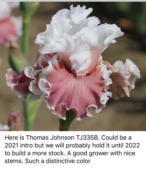 Iris Garden, Bearded Iris, Creative Gardening, Iris Flowers, Bulb Flowers, Little Flowers, Die Hard, Dream Garden, Cut Flowers