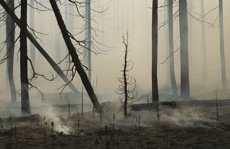 How Wildfires Affect Birds | A lodgepole pine forest smolders following a fire in Yellowstone National Park. Photo: Raymond Gehman/National Geographic Creative Pine Tree Forest, Burning Forest, Forest Fire Aesthetic, Burnt Down Forest, Burned Down Forest, Forest On Fire Aesthetic, Dead Forest, Forest Fire Aftermath, Forest Fire