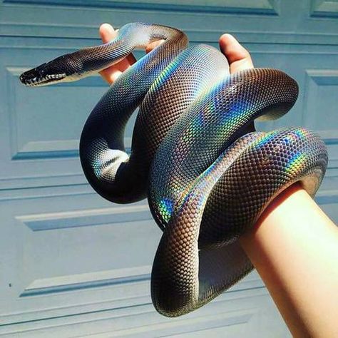 Black Mexican kingsnake❤️- maddierose30 she’s a beauty Sunbeam Snake Aesthetic, Sunbeam Snake, Mexican Black Kingsnake, Cool Snakes, Pale Grunge, Rainbow Snake, Colorful Snakes, Pretty Snakes, White Lips