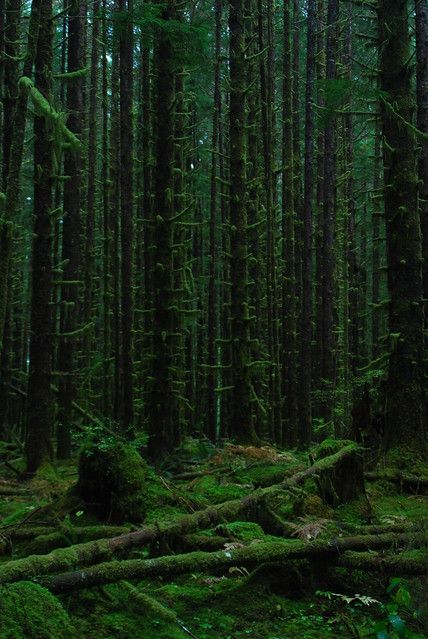 Paradis Sombre, Dark Forests, 숲 사진, Olympic National Forest, Dark Naturalism, Dark Forest Aesthetic, Forest Poster, Power Trip, Dark Green Aesthetic