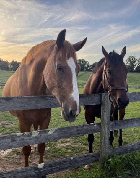 Pet Horse Aesthetic, Horses On A Farm, Horses On Farm, Country Horse Aesthetic, Countryside Life Aesthetic, Kentucky Aesthetic, Reckless Aesthetic, Horses In A Field, Theo Silva