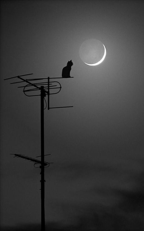 ■☖ Wallpaper Retro, Black And White Aesthetic, Black Aesthetic Wallpaper, Cat Aesthetic, Dark Photography, Cat Wallpaper, White Photo, White Aesthetic, Dark Wallpaper