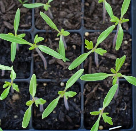 Salsa Garden, Bottles Decoration Wedding, Cherry Tomato Plant, Garden Goddess, Vegetable Pictures, Tomato Seedlings, Baby Tomatoes, Starting Seeds, Starting Seeds Indoors