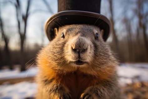 Groundhog Day celebration, with Punxsutawney Phil emerging to predict the weather, an annual tradition in February royalty free stock images Punxsutawney Phil, Groundhog Day, Stock Images Free, Royalty, Royalty Free, Stock Images, Celebrities