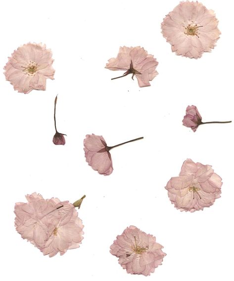 Pressed Cherry Blossoms by LovableLuma Kristina Webb, Pngs For Moodboards, Moodboard Pngs, Pressed Flower Crafts, Png Aesthetic, Vintage Grunge, Pics Art, Art Plastique, A White Background