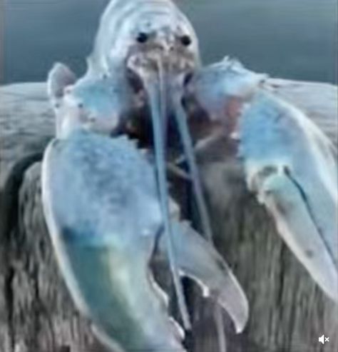 Blue Lobster Video Meme Template | Blue Lobster / Lobstered | Know Your Meme Blue Lobster, Water, Blue