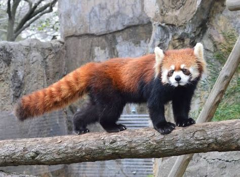 Red Panda Skeleton, Animal Sketching, Pink Panda, Red Pandas, Strawberry Pink, Happy Times, Favorite Animal, Red Panda, Pen And Ink