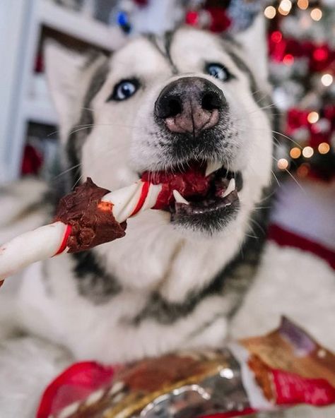 Christmas Husky, Iceland In Winter, Husky Christmas, North Iceland, Pictures Of Animals, Cute Husky, Winter Animals, Winter Cold, Change Image