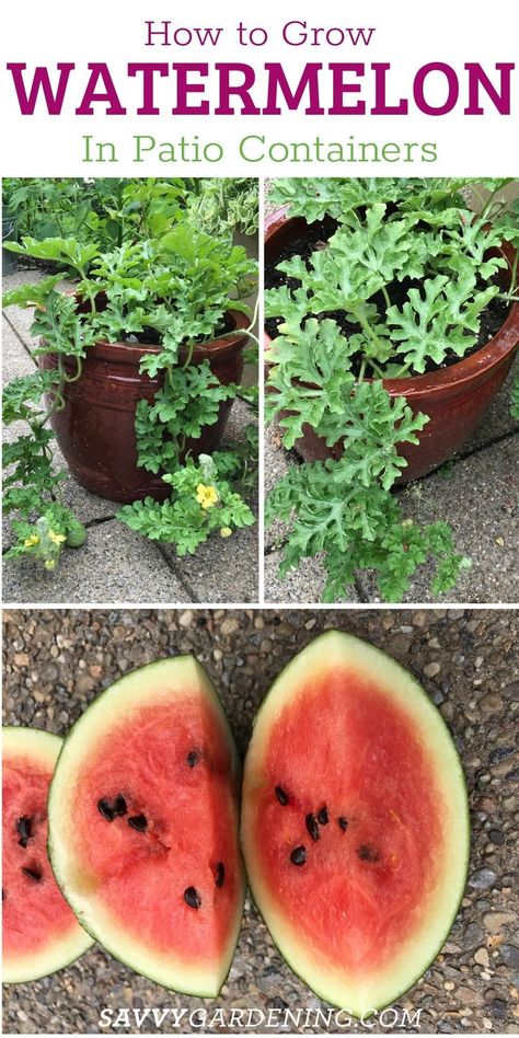 Containers are a great way to grow whatever fruits and veggies you don’t have space for in an in-ground or raised bed garden. They’re also great if you have no garden at all. This article introduces the ins and outs of growing watermelon in containers. Yes, you can grow watermelon in pots. But there are some important guidelines you’ll want to follow to set yourself up for success. Check out our article! When To Plant Watermelon Seeds, Watermelon Planter Ideas, Watermelon Growing Ideas, Growing Melons In Containers, Watermelon Container Garden, Watermelon Planting, How To Grow Watermelon In Containers, Container Watermelon, Planting Watermelon