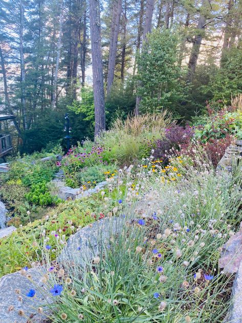 Baptisia Australis, Late Summer Flowers, Prairie Garden, Native Plant Gardening, Meadow Garden, Victory Garden, Sloped Garden, Echinacea Purpurea, Fine Gardening