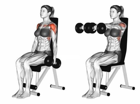 Dumbbell Full Can Seated Front Raise Exercise details Target muscle: Anterior Deltoid Synergists: Lateral Deltoid, Upper (Clavicular) Pectoralis Major, Serratus Anterior, Middle and Lower Trapezius Mechanics: Isolation Force: Push Start position In both hands, sit on an ottoman or a bench and let the dumbbells be hung straight by your sides. Execution Keep your elbows slightly bent, exhale as […] Pectoralis Major, Serratus Anterior, Shoulder Raises, Shoulder Impingement, Front Raises, Lateral Raises, Move Your Body, Home Gym, Training Programs