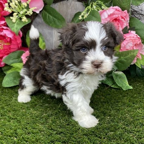 Danny , a Chocolate Male Havanese Puppy 712739 | PuppySpot Havanese Puppies For Sale, Havanese Puppy, Puppy Kisses, Havanese Puppies, Havanese Dogs, Sleeping Through The Night, Little Puppies, Health Check, New Puppy