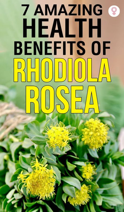 rhodiola rosea plant. benefits of rhodiola rosea Rhodiola Rosea Benefits, Rhodiola Benefits, Reading Benefits, Health Benefits Of Ginger, Rhodiola Rosea, Adaptogenic Herbs, Health Skin Care, Traditional Medicine, Natural Supplements