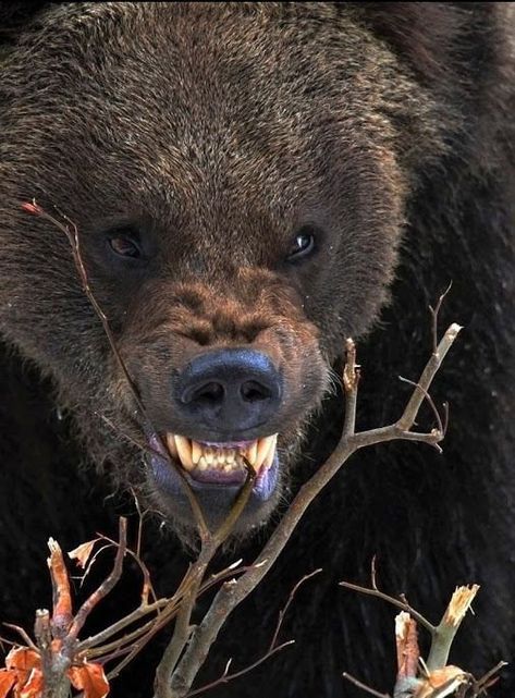 Angry Bear, Photo Animaliere, Bear Tattoos, Bear Pictures, Bear Art, Grizzly Bear, Big Bear, Animal Planet, Animal Photo