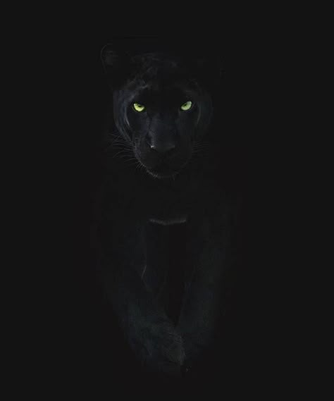 Download Black puma wallpaper by PjB2708 - dc - Free on ZEDGE™ now. Browse millions of popular black Wallpapers and Ringtones on Zedge and personalize your phone to suit you. Browse our content now and free your phone Glowing Eyes, A Black Cat, A Black, Black Cat, Green, On Instagram, Instagram, Black