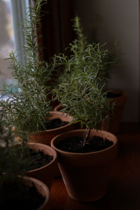 Rosemary Aesthetic, Propagating Rosemary, Propagate Rosemary, Rosemary Garden, Me Collage, Growing Rosemary, Mami Wata, Tattoo Plant, Rosemary Plant