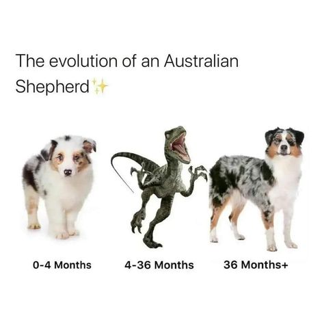 Australia Shepherd, Miniature Aussie, Australian Shepherd Training, Aussie Memes, Funny Australian, Ben Ben, Mini Aussies, Vet Life, Mini Australian Shepherds