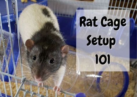 Critter Nation Cage Ideas Pet Rats, Rat Habitat Diy, Rat House Diy, Pet Rats Cages, Rat Cages Ideas, Pet Rat Cages Ideas, Homemade Rat Cage Ideas, Rat Cage Setup, Rat Enclosure