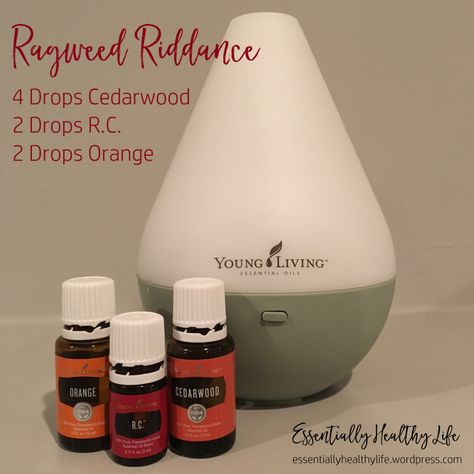 I was feeling particularly rife with ragweed last week, so to remedy my run-down-from-ragweed feeling, I made this Ragweed Riddance Diffuser. Ragweed Allergy, Essential Oils Allergies, Essential Oil Remedy, Yl Oils, Oil Remedies, Essential Oil Diffuser Recipes, Oil Diffuser Recipes, Yl Essential Oils, Essential Oil Diffuser Blends