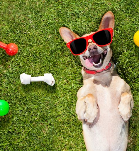 The Hottest Housing Trend? Pet-Friendly Homes Powell Dog Park: Wiggly Field. Cody Dog Park: Beck Bark Park #Fenced yard #dog house #dog park #walktrails #doggroomers 🐕**Post a photo of you and your dog(s) at your favorite dog park**🐩 https://zurl.co/HL7Z Dogs Captions Instagram Cute, Funny Dog Captions, Happy Dog Quotes, Good Morning Dog, Dog Instagram Captions, Cute Captions, Reactive Dog, Dogs Training, Photos With Dog