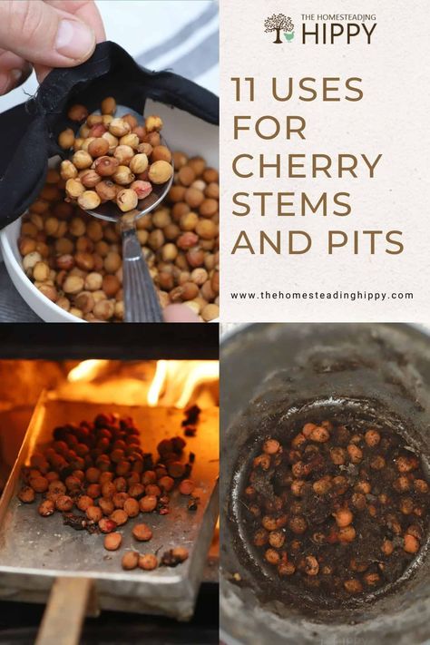 There are a surprising amount of uses and recipes for cherry stems and pits alike. Learn about some of them here. #cherries #cherrypits Cherry Pits Use, How To Preserve Cherries, Pitting Cherries Easy, How To Pit Cherries Easily, Lamb Raising, Preserving Cherries, How To Pit Cherries, Fruit Cages, Cherry Recipe