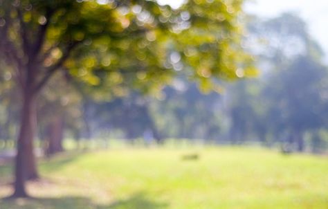 Blurred background, blur tree park with bokeh light Premium Photo Dslr Blur Background, Blur Image Background, Photoshop Digital Background, Blurred Background Photography, Blur Background Photography, Desktop Background Pictures, Blur Photo Background, Studio Background Images, Blur Background In Photoshop