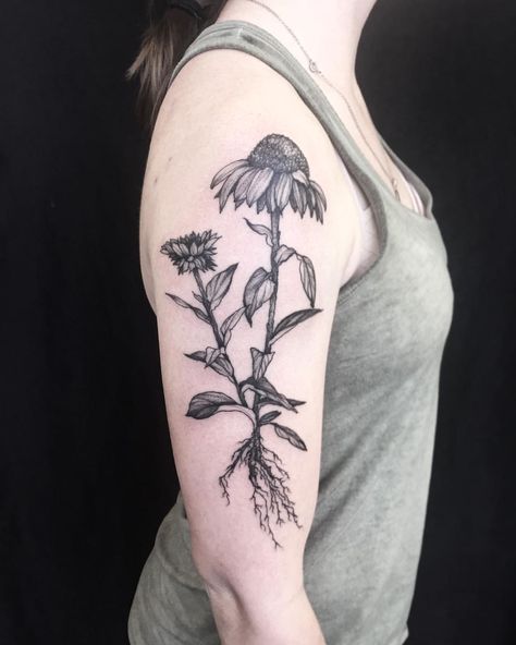 548 Likes, 15 Comments - Annelise Kinney (@sweetleas) on Instagram: “Echinacea flower and root system for Sally . . . . . #botanicaltattoo #blackbotanists…” Plant Science Tattoo, Flower Roots Tattoo, Herbology Tattoo, Echinacea Drawing, Echinacea Tattoo, Appalachian Tattoo, Echinacea Flower, Science Tattoo, Roots Tattoo