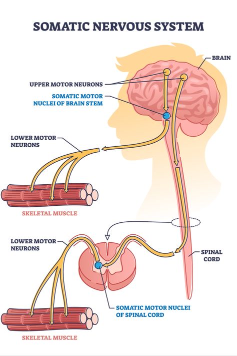 The somatic nervous system (SNS) is a component of the peripheral nervous system responsible for voluntary movement and the reception of external stimuli. It regulates activities under conscious control, such as skeletal muscle contraction. The SNS comprises motor neurons that activate muscles and sensory neurons that relay information from sensory receptors to the central nervous system. Nervous System Flow Chart, Receptors Nervous System, Somatic Nervous System, Nervous System Diagram, Neurology Nursing, Nursing School Studying Cheat Sheets, Nervous System Anatomy, Peripheral Nervous System, Motor Neuron