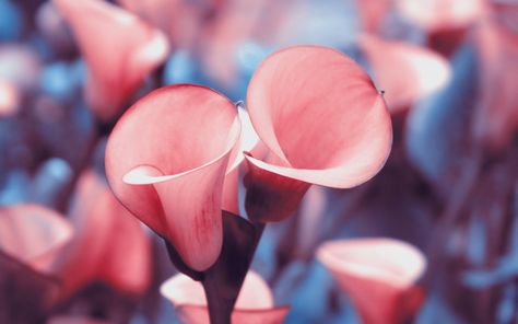 Calla Lilies Desktop Wallpapers Pictures With Flowers, Lily Wallpaper, Calla Lily Flowers, Lilly Flower, Wallpapers Pictures, Lily Plants, Wallpaper Dekstop, Plant Wallpaper, Calla Lilies