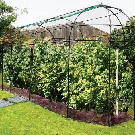 Gardening Website, Fruit Cages, Fruit Cage, Hampton Court Flower Show, Fruit Bushes, Framed Plants, Garden Arches, Fruit Garden, Garden Structures