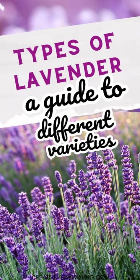 Types Of Lavender Plants, Types Of Lavender, English To French, Harvesting Lavender, Edible Lavender, Spanish Lavender, Lavender Varieties, Ti Plant, Lavender Plants