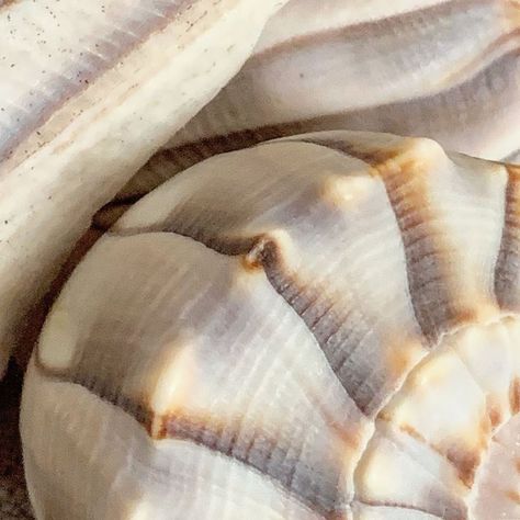 Erica Daley on Instagram: “layered shells 🐚  #shellphotography #shells #ocean #beach #beachlife #macrophotography” Florida House, Florida Home, Ocean Beach, Macro Photography, Natural Texture, Beach Life, Sea Shells, Shells, Florida