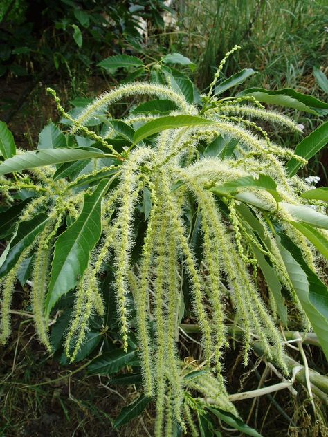 Sweet Chestnut in bloom; Castanea sativa - Sweet Chestnut. Sweet Chestnut Bach Flower, Sweet Chestnut Tree, Chestnut Flower, Divine Spirit, Flower Remedies, Chestnut Tree, Bach Flower Remedies, Sweet Chestnut, Tree Identification