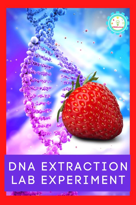 DNA Extraction Lab: Extracting DNA from Strawberries and Other Fruit Dna Extraction Lab, Dna Extraction, Stem Activities Middle School, Dna Lab, Middle School Science Activities, How To Make Clouds, Charcoal Water, High School Activities, Types Of Fruit