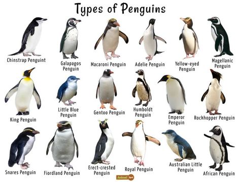 Different Types Of Penguins, Types Of Penguins, Penguin Facts, Galapagos Penguin, Magellanic Penguin, Penguin Day, Chinstrap Penguin, Penguin Images, Penguin Pictures